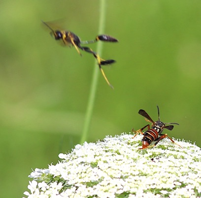 Black and Yellow Mud Dauber
attacks Northern Paper Wasp
Sceliphron caementarium Black and Yellow Mud Dauber
attacks Northern Paper Wasp
Sceliphron caementarium